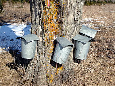 maple-syrup-trees